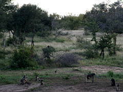 baboons akeru IMG_4678.jpg